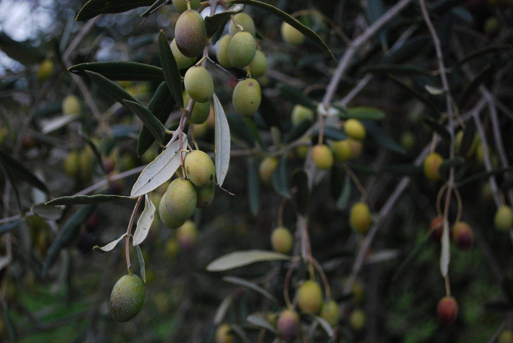 Olivus Floris Olive Grove
